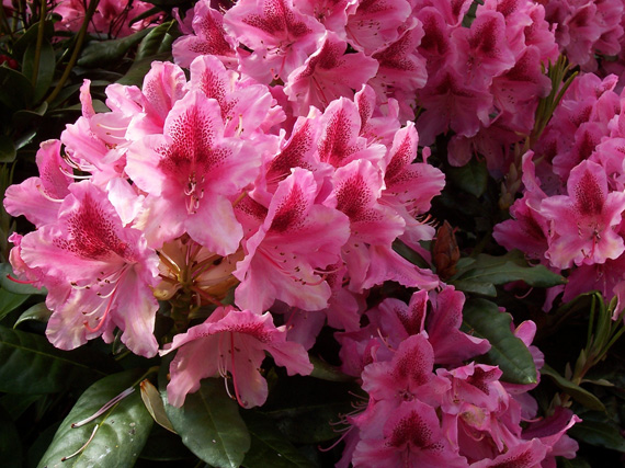 Azaleas y rododendros: viva el color!